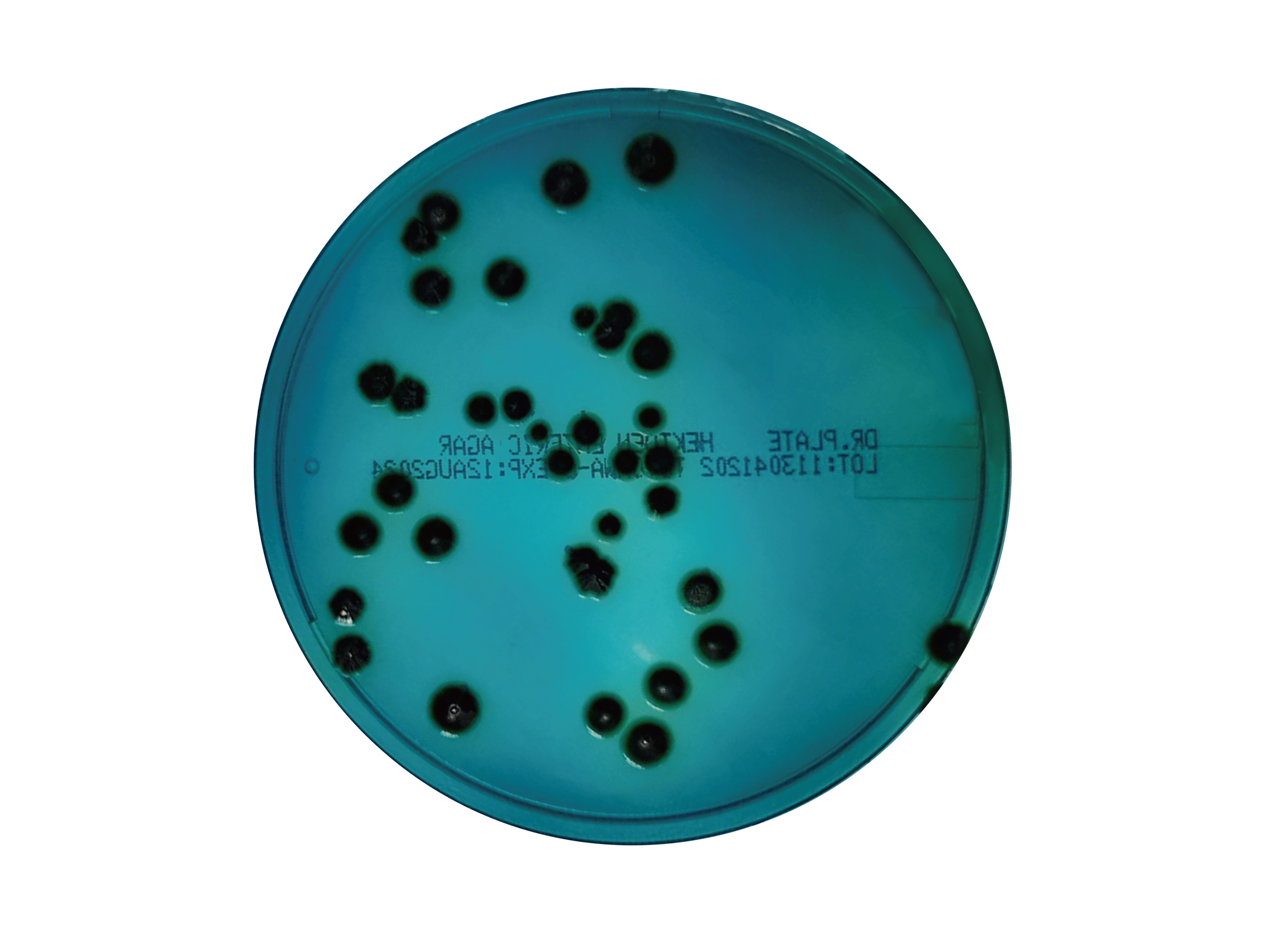Hektoen Enteric Agar